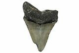 Bargain, Fossil Megalodon Tooth - North Carolina #351758-1